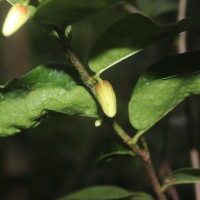 Miliusa zeylanica Gardner ex Hook.f. & Thomson